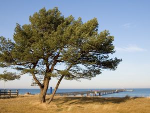 Превью обои дерево, пирс, море, берег, ограждение, осень