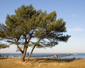 Превью обои дерево, пирс, море, берег, ограждение, осень