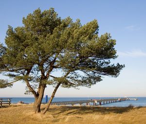 Превью обои дерево, пирс, море, берег, ограждение, осень