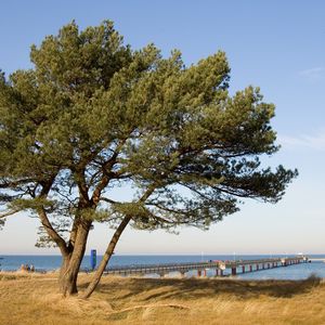 Превью обои дерево, пирс, море, берег, ограждение, осень