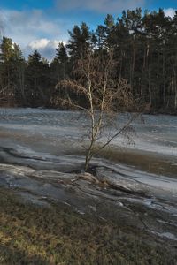 Превью обои дерево, побережье, река, лед, весна