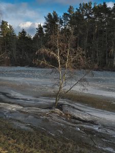 Превью обои дерево, побережье, река, лед, весна