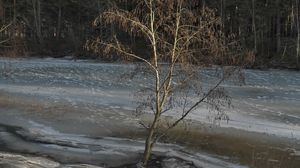 Превью обои дерево, побережье, река, лед, весна