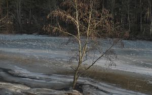 Превью обои дерево, побережье, река, лед, весна