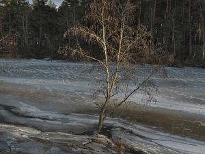 Превью обои дерево, побережье, река, лед, весна