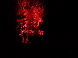 Превью обои дерево, подсветка, красный, темный