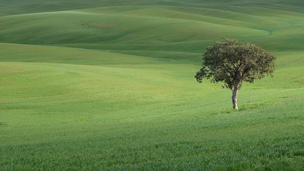 Обои дерево, поле, холмы, трава, пейзаж