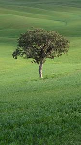 Превью обои дерево, поле, холмы, трава, пейзаж
