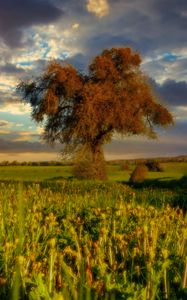 Превью обои дерево, поле, луг, пейзаж, природа