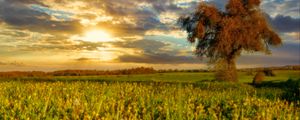 Превью обои дерево, поле, луг, пейзаж, природа