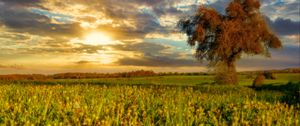 Превью обои дерево, поле, луг, пейзаж, природа
