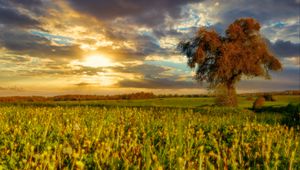 Превью обои дерево, поле, луг, пейзаж, природа