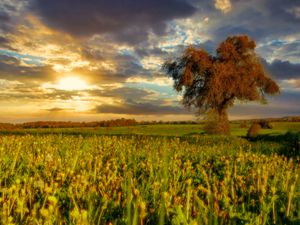 Превью обои дерево, поле, луг, пейзаж, природа