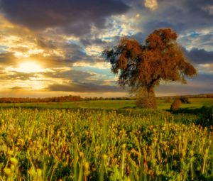 Превью обои дерево, поле, луг, пейзаж, природа