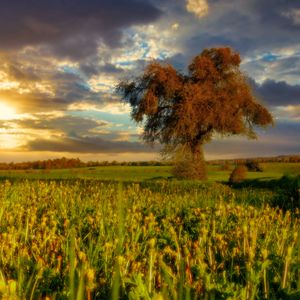 Превью обои дерево, поле, луг, пейзаж, природа