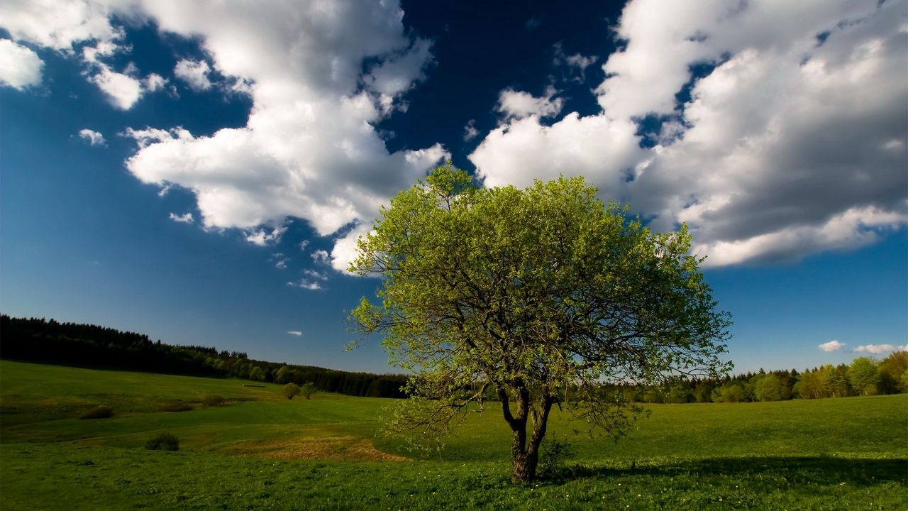 Обои дерево, поле, облака, небо, луг, трава