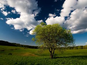 Превью обои дерево, поле, облака, небо, луг, трава