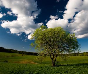 Превью обои дерево, поле, облака, небо, луг, трава