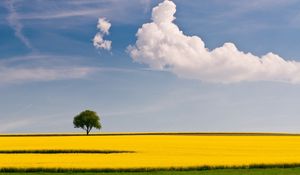 Превью обои дерево, поле, облако, желтый, зеленый, небо, одинокое, простота