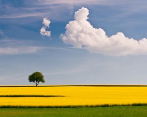 Превью обои дерево, поле, облако, желтый, зеленый, небо, одинокое, простота