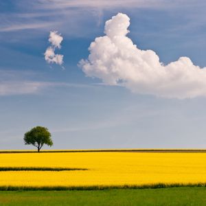 Превью обои дерево, поле, облако, желтый, зеленый, небо, одинокое, простота