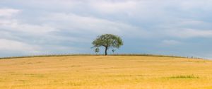 Превью обои дерево, поле, природа, минимализм