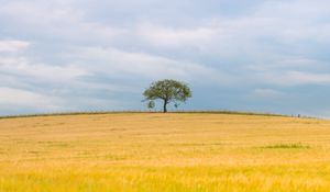 Превью обои дерево, поле, природа, минимализм