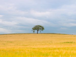 Превью обои дерево, поле, природа, минимализм