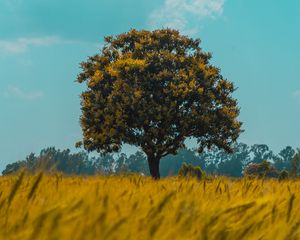 Превью обои дерево, поле, рожь, пейзаж