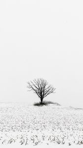 Превью обои дерево, поле, снег, зима, белый