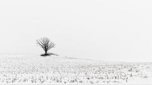 Превью обои дерево, поле, снег, зима, белый