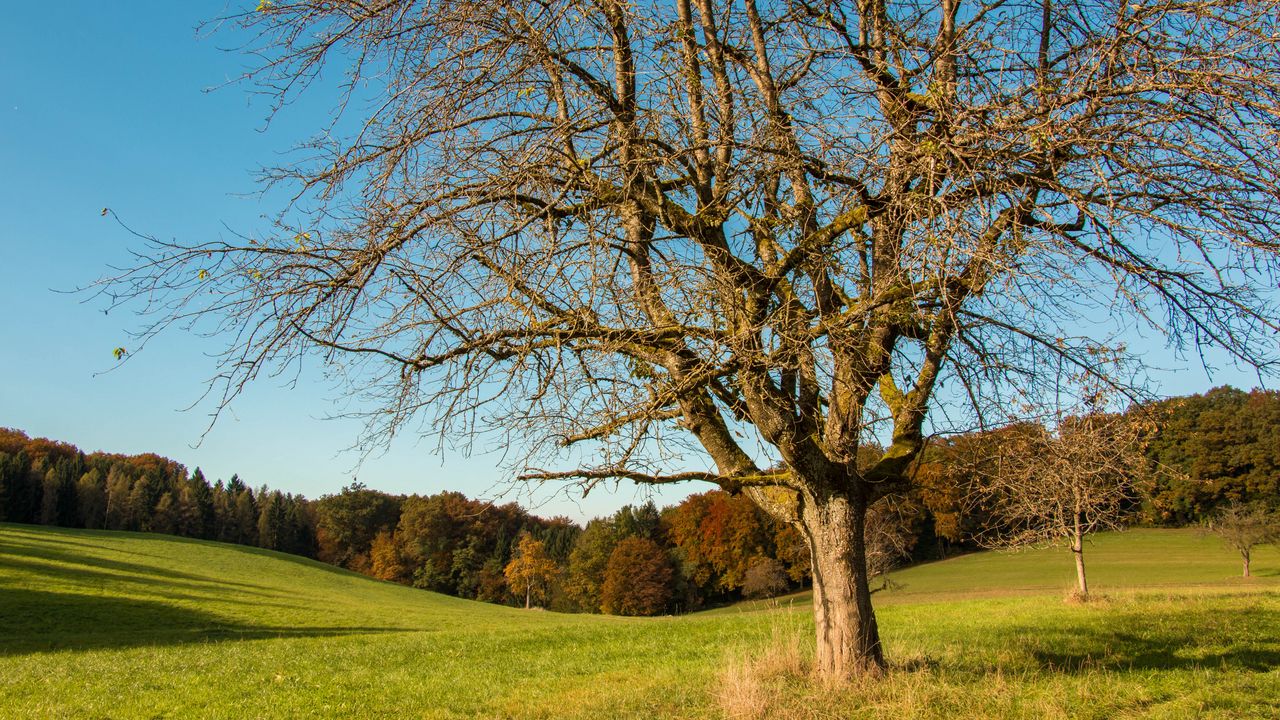 Обои дерево, поле, трава, осень