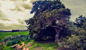 Превью обои дерево, поле, трава, лето, облака