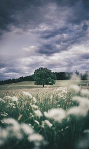 Превью обои дерево, поле, трава, колосья, небо