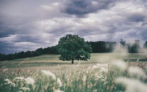 Превью обои дерево, поле, трава, колосья, небо