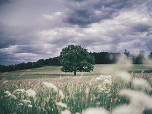 Превью обои дерево, поле, трава, колосья, небо