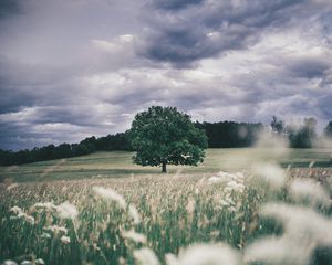 Превью обои дерево, поле, трава, колосья, небо