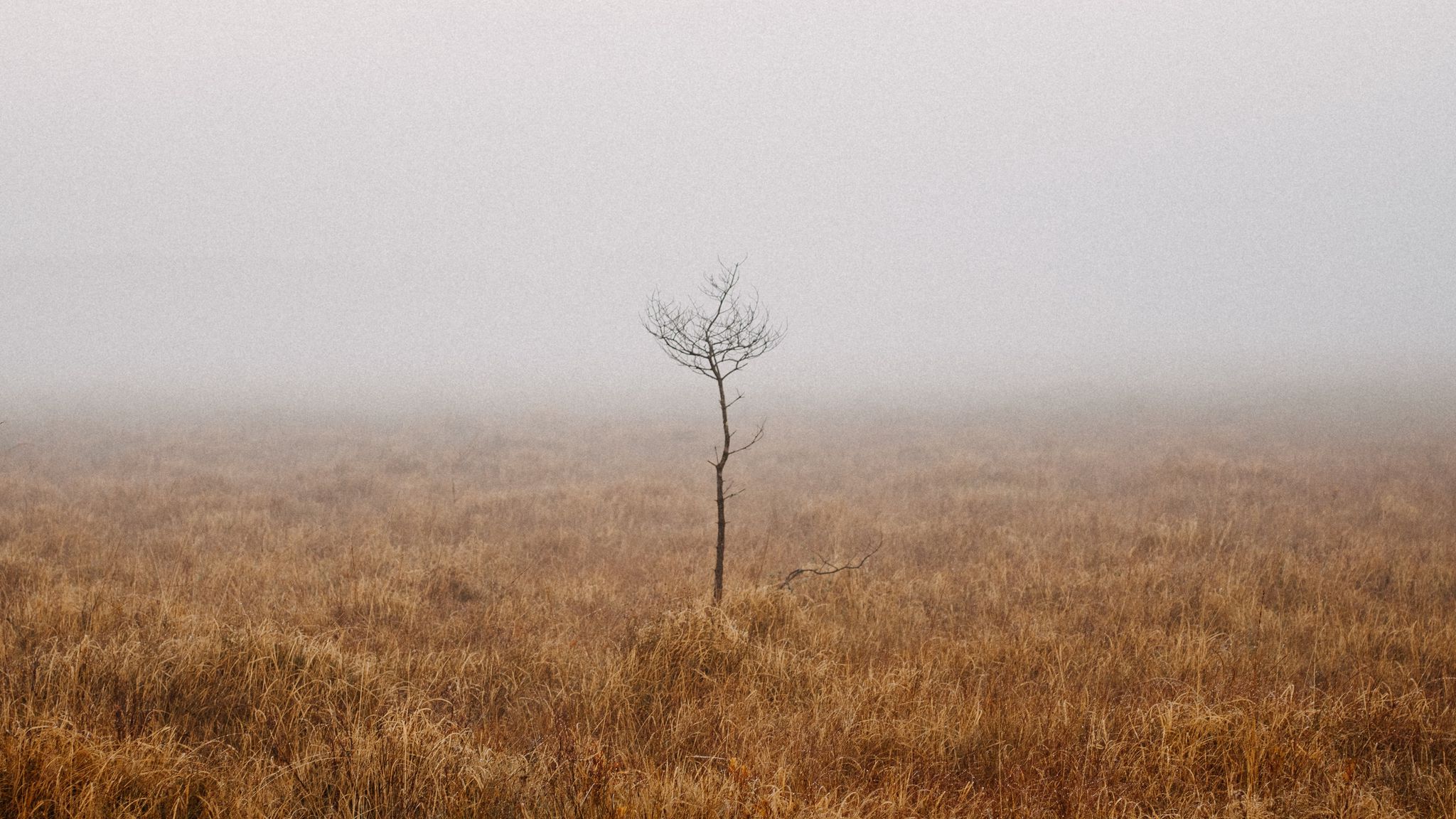 Спят в тумане поля. Поле в тумане виноградников. Картина туман в поле. Туманные поля под Москвой.