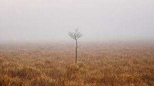 Превью обои дерево, поле, туман, одиночество, природа