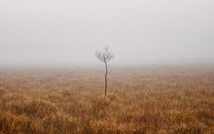 Превью обои дерево, поле, туман, одиночество, природа