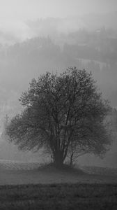 Превью обои дерево, поле, туман, пейзаж, черно-белый
