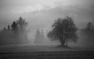 Превью обои дерево, поле, туман, пейзаж, черно-белый