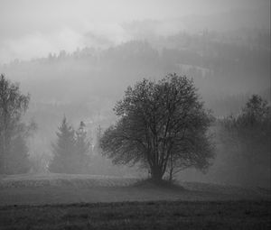 Превью обои дерево, поле, туман, пейзаж, черно-белый