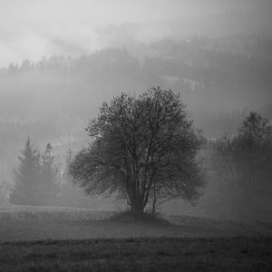 Превью обои дерево, поле, туман, пейзаж, черно-белый