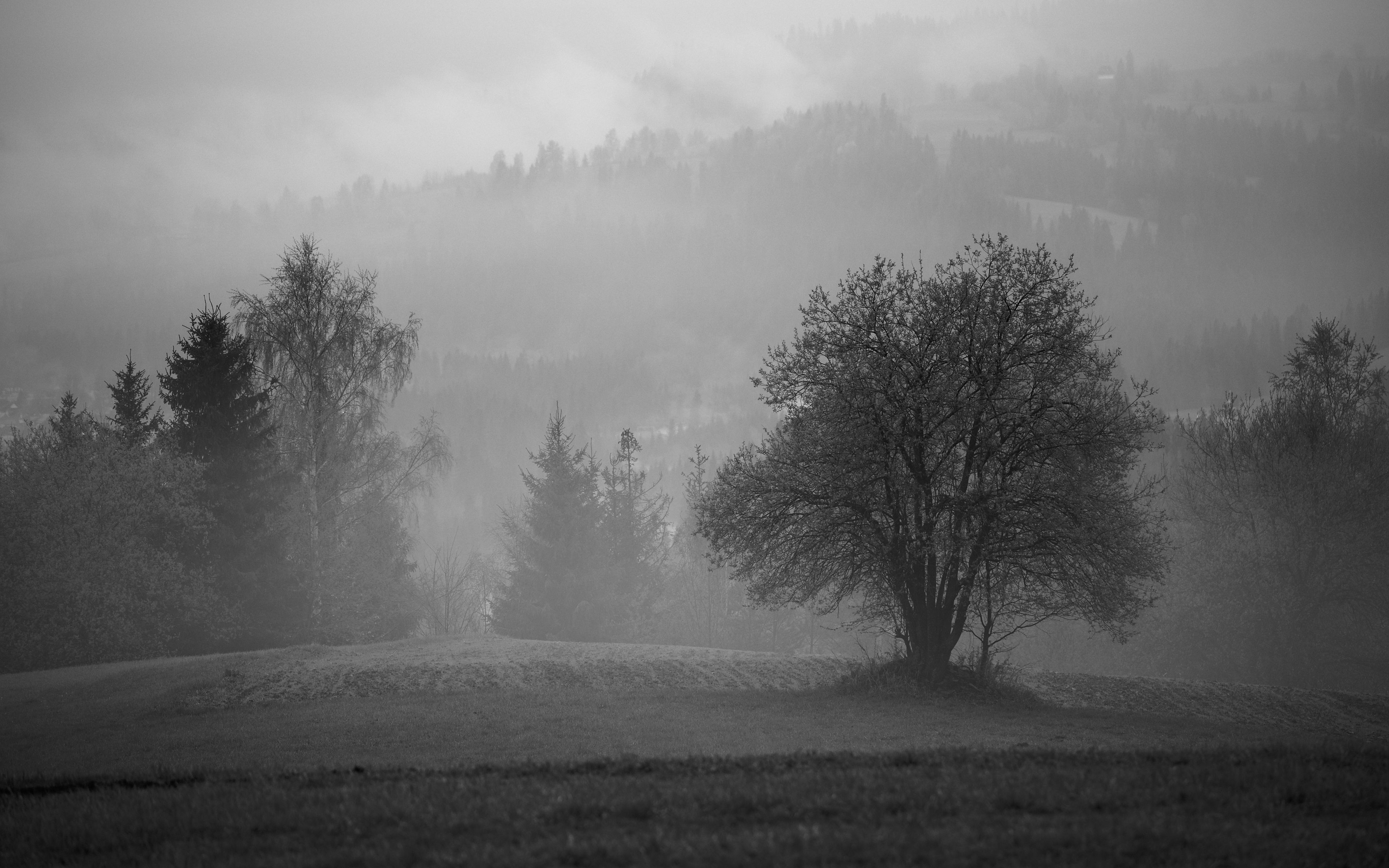 Туман в поле