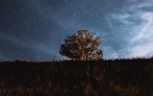 Превью обои дерево, поле, звезды, ночь, небо, пейзаж
