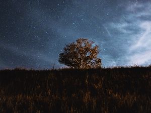 Превью обои дерево, поле, звезды, ночь, небо, пейзаж