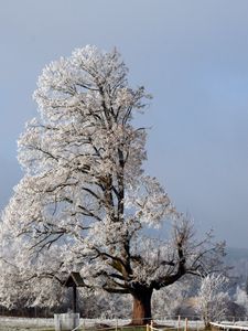 Превью обои дерево, половина, крона, зима, ветки, снег