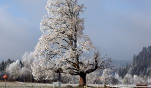 Превью обои дерево, половина, крона, зима, ветки, снег