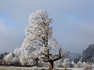 Превью обои дерево, половина, крона, зима, ветки, снег